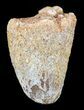 Cretaceous Fossil Crocodile (Elosuchus) Tooth - Morocco #49034-1